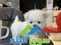 stunning-teacup-maltese-puppies-available-for-sale