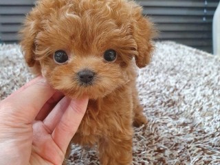 potty-trained-male-and-female-toy-poodle-puppies-for-sale